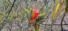 Lambertia formosa, photograph (c) Andrew Thornhill, some rights reserved (CC BY)
