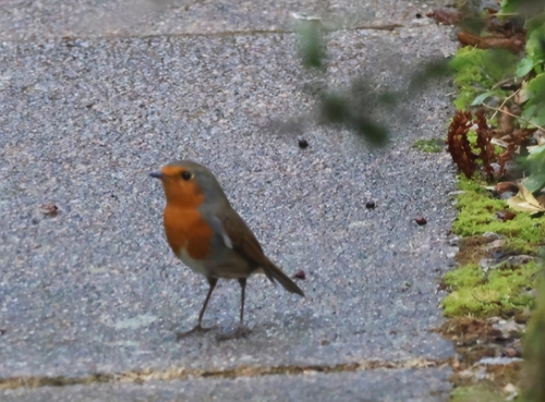 European Robin