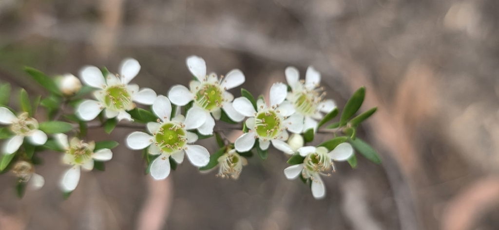 Leptospermum polygalifolium; photograph (c) Andrew Thornhill, some rights reserved (CC BY)