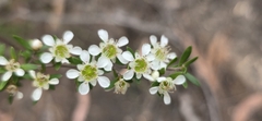 Leptospermum polygalifolium