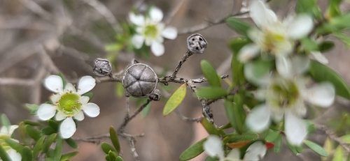 Leptospermum polygalifolium, photograph 1