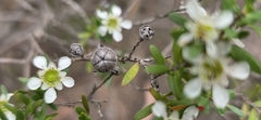 (c) Andrew Thornhill, some rights reserved (CC BY) Leptospermum polygalifolium, photograph (c) Andrew Thornhill, some rights reserved (CC BY)