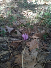Cyclamen purpurascens, photograph (c) Michael Andresek, some rights reserved (CC BY)