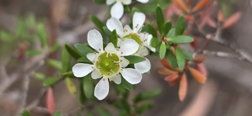 Leptospermum polygalifolium, photograph 2