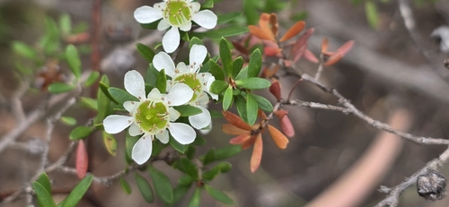 Leptospermum polygalifolium, photograph 3