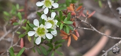 (c) Andrew Thornhill, some rights reserved (CC BY) Leptospermum polygalifolium, photograph (c) Andrew Thornhill, some rights reserved (CC BY)