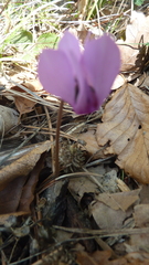 Cyclamen purpurascens, photograph (c) Michael Andresek, some rights reserved (CC BY)