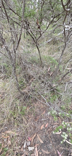 Leptospermum polygalifolium, photograph 4