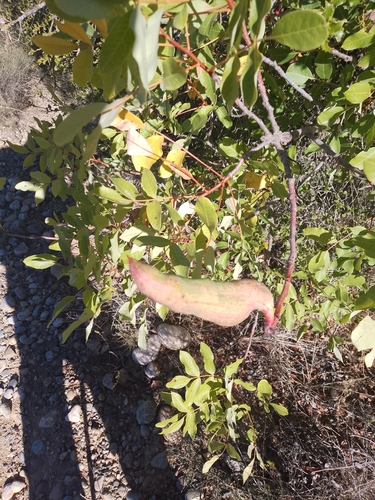 Pistacia Horn Gall Aphid
