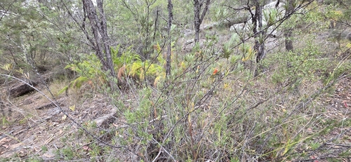 Lambertia formosa, photograph 2