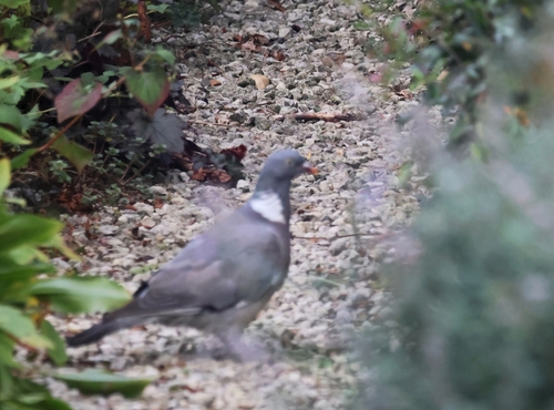 Common Wood-Pigeon