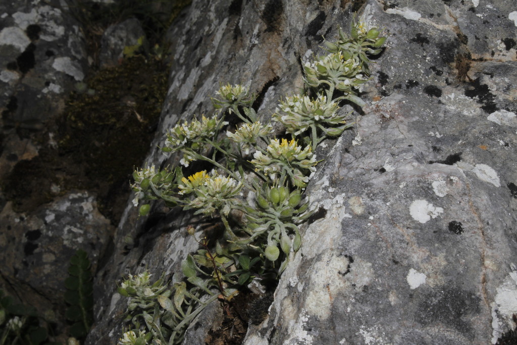 Alyssum xiphocarpum