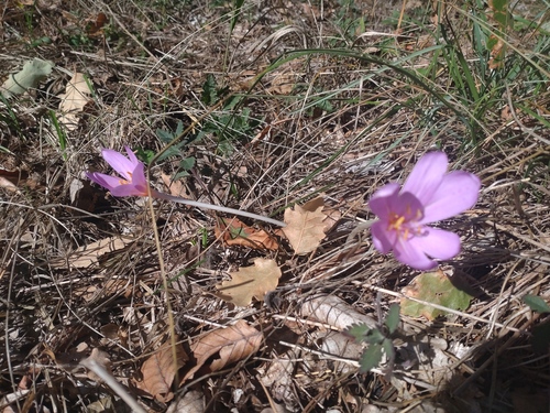Autumn Crocus