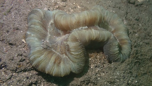 Trachyphyllia geoffroyi observed 2026-09-14