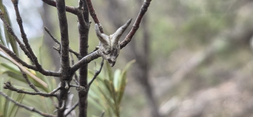 Lambertia formosa, photograph 3