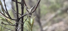 Lambertia formosa, photograph (c) Andrew Thornhill, some rights reserved (CC BY)