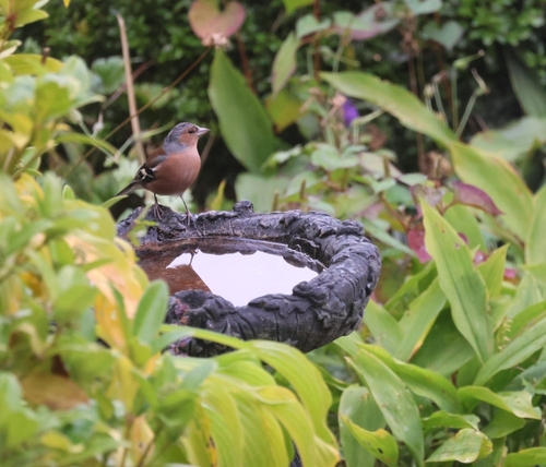 Common Chaffinch