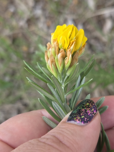Genista linifolia, photograph 2
