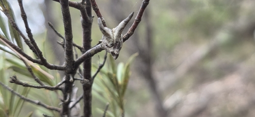 Lambertia formosa, photograph 4