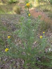Genista linifolia, photograph (c) Belinda Forbes, some rights reserved (CC BY)
