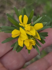 Genista linifolia, photograph (c) Belinda Forbes, some rights reserved (CC BY)
