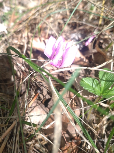 Cyclamen purpurascens, photograph 4