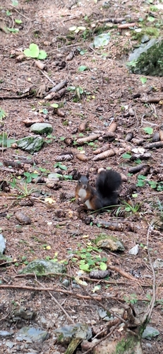 Eurasian Red Squirrel