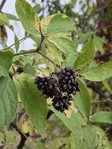 Eleutherococcus sessiliflorus, 2026-09-21