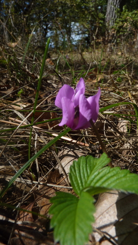 Cyclamen purpurascens, photograph 3