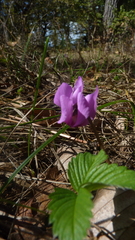 Cyclamen purpurascens, photograph (c) Michael Andresek, some rights reserved (CC BY)