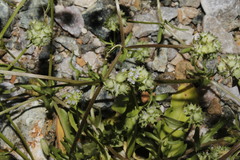 Valerianella discoidea