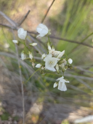 Drosera pallida (Drosera pallida)