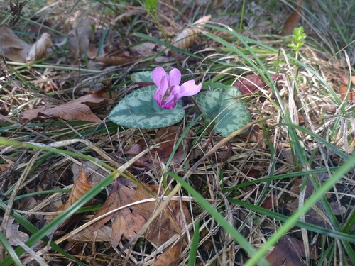 European Cyclamen