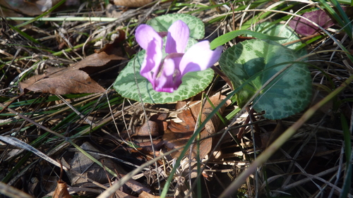 Cyclamen purpurascens, photograph 2