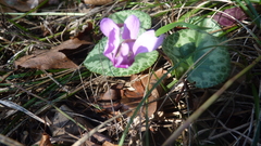 Cyclamen purpurascens, photograph (c) Michael Andresek, some rights reserved (CC BY)