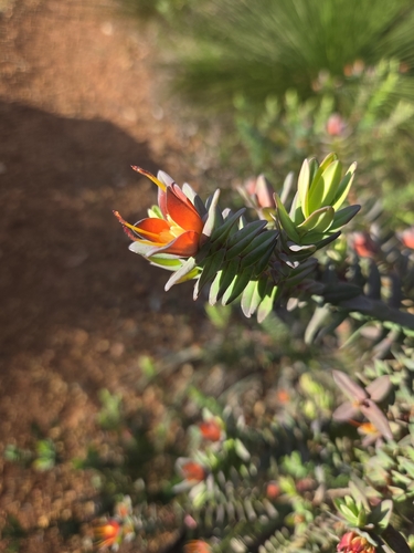 Darwinia citriodora