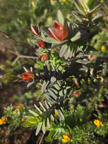 Darwinia citriodora, photograph 2