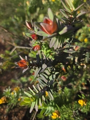 Darwinia citriodora, photograph (c) Belinda Forbes, some rights reserved (CC BY)