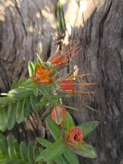 Darwinia citriodora, photograph (c) Belinda Forbes, some rights reserved (CC BY)