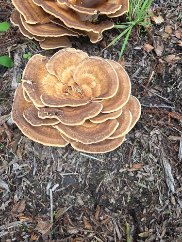 Giant Polypore