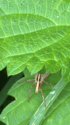European Nursery Web spider