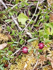Vaccinium oxycoccos, photograph (c) Igor Balashov, some rights reserved (CC BY)