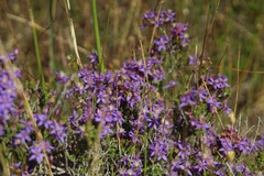 Calytrix leschenaultii