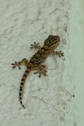Moorish Gecko