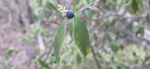Trochocarpa laurina, photograph 1
