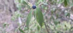 (c) Andrew Thornhill, some rights reserved (CC BY) Trochocarpa laurina, photograph (c) Andrew Thornhill, some rights reserved (CC BY)