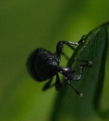 Baridina
