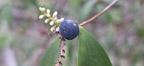 Trochocarpa laurina, photograph 2