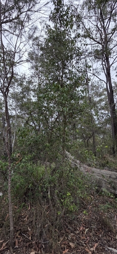 Trochocarpa laurina, photograph 3