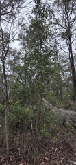 (c) Andrew Thornhill, some rights reserved (CC BY) Trochocarpa laurina, photograph (c) Andrew Thornhill, some rights reserved (CC BY)